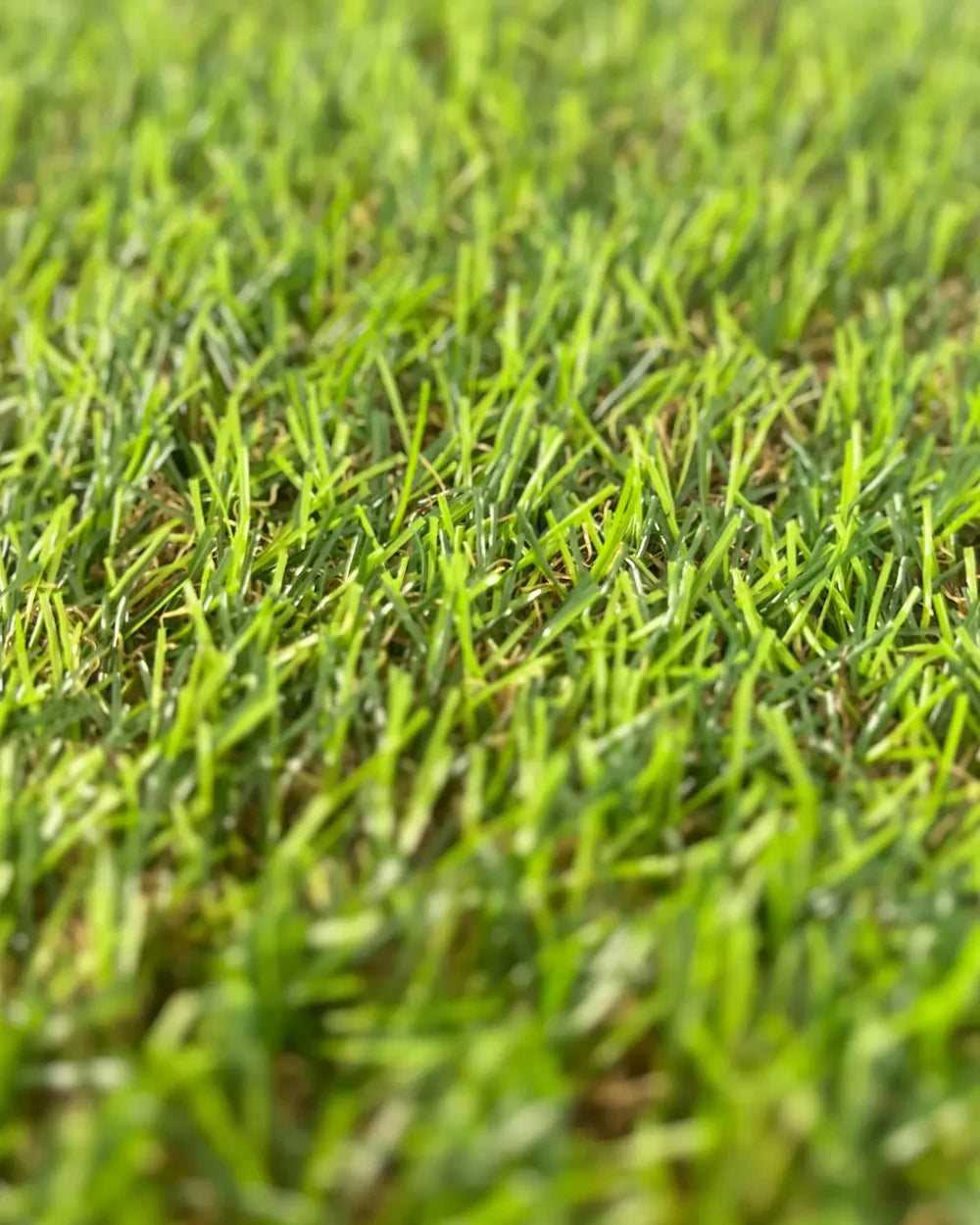 PASTO SINTÉTICO SENSE 20 MM